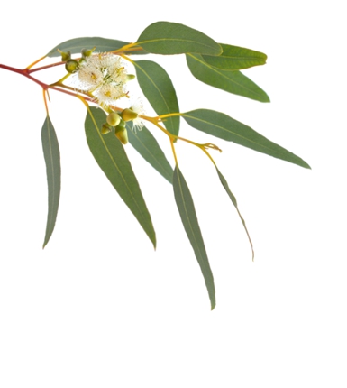 image of healthy eucalypt leaves